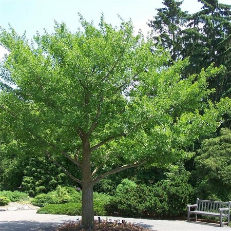 Ginkgo biloba 12-14 C. - afbeelding 4