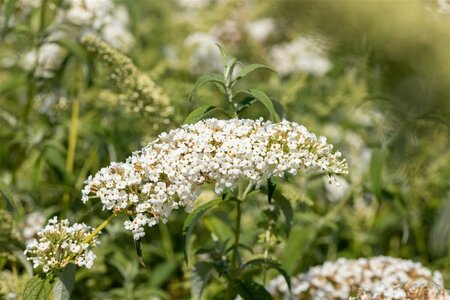 Buddleja davidii 'White Chip'