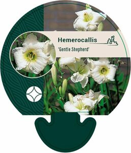 Hemerocallis 'Gentle Shepherd' P9 - afbeelding 3