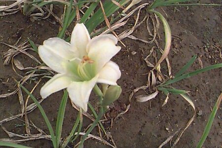 Hemerocallis 'Gentle Shepherd' P9 - afbeelding 1
