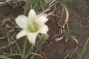 Hemerocallis 'Gentle Shepherd' P9