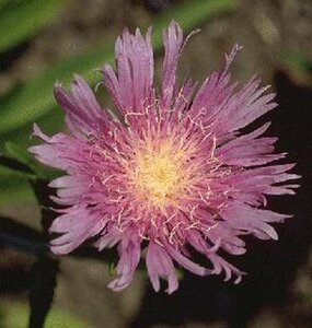 Stokesia laevis C2