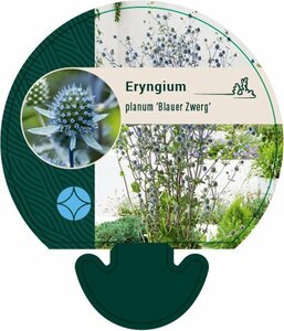 Eryngium planum 'Blauer Zwerg' P9 - afbeelding 2