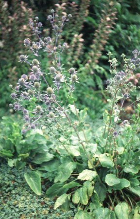Eryngium planum 'Blauer Zwerg' P9 - afbeelding 1