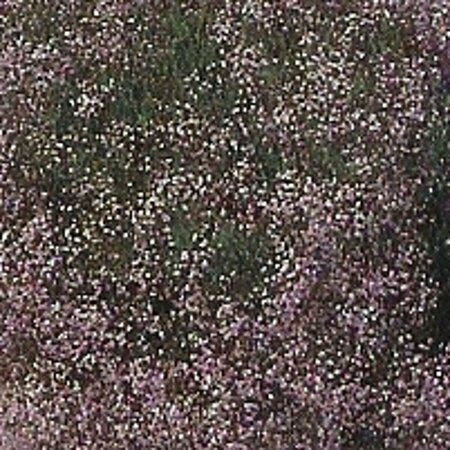 Gypsophila 'Rosenschleier' P9 - afbeelding 4