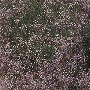 Gypsophila 'Rosenschleier' P9 - afbeelding 4