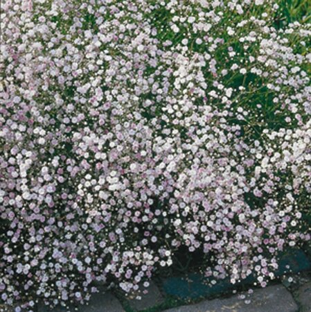 Gypsophila 'Rosenschleier' P9 - afbeelding 5