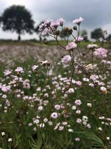 Gypsophila 'Rosenschleier' P9 - afbeelding 7