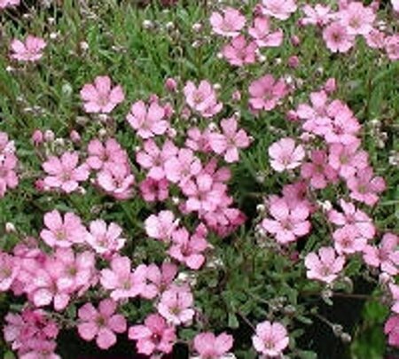 Gypsophila 'Rosenschleier' P9 - afbeelding 6