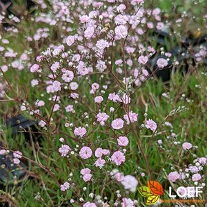 Gypsophila 'Rosenschleier' P9
