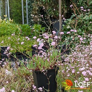 Gypsophila 'Rosenschleier' P9 - afbeelding 2