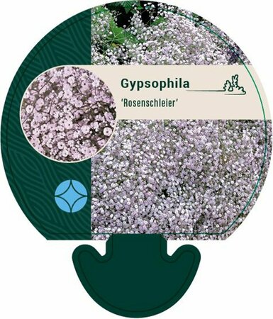 Gypsophila 'Rosenschleier' P9 - afbeelding 8