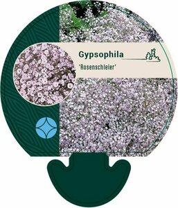 Gypsophila 'Rosenschleier' P9 - afbeelding 8