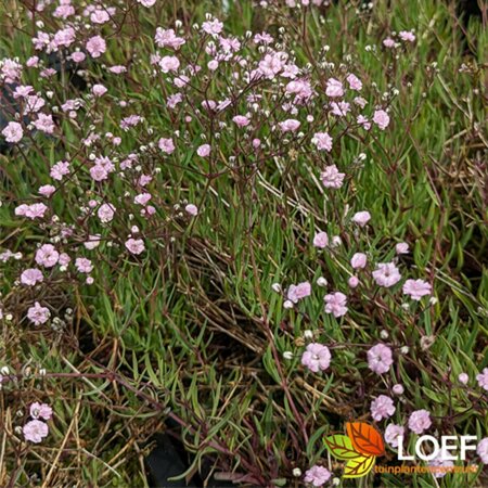 Gypsophila 'Rosenschleier' P9 - afbeelding 3
