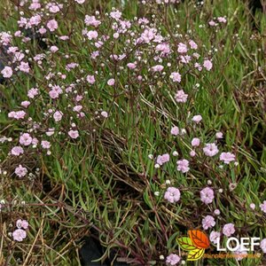 Gypsophila 'Rosenschleier' P9 - afbeelding 3