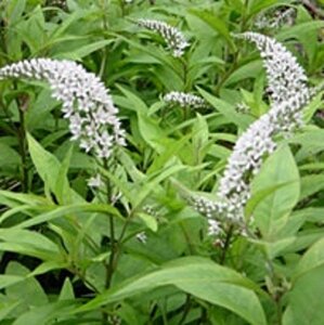 Lysimachia clethroides P9 - afbeelding 7