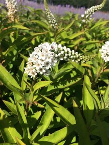 Lysimachia clethroides P9 - afbeelding 3