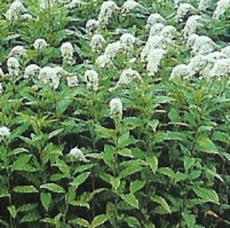 Lysimachia clethroides P9 - afbeelding 6