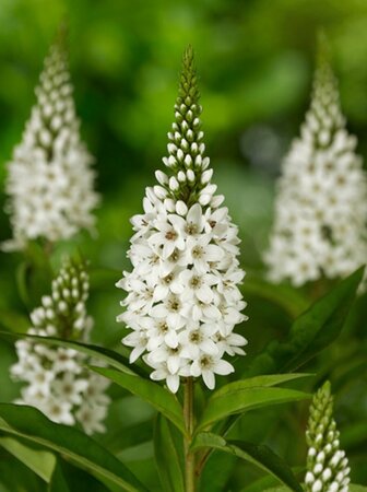 Lysimachia clethroides P9 - afbeelding 5