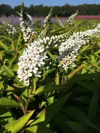 Lysimachia clethroides P9 - afbeelding 2