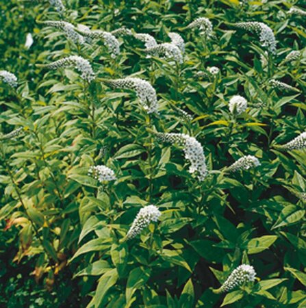 Lysimachia clethroides P9 - afbeelding 4