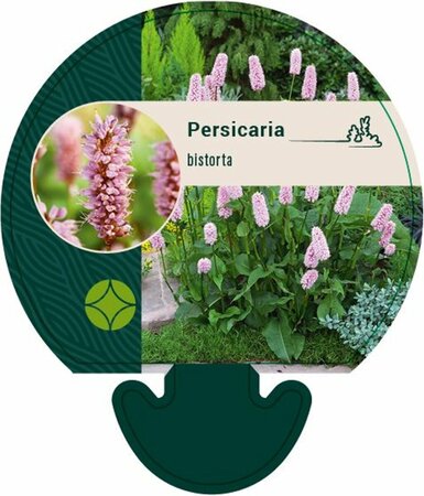 Persicaria bistorta P9 - afbeelding 4