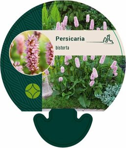 Persicaria bistorta P9 - afbeelding 4