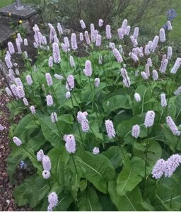Persicaria bistorta P9 - afbeelding 2