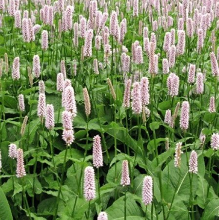 Persicaria bistorta P9 - afbeelding 3