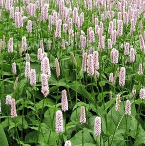 Persicaria bistorta P9 - afbeelding 3
