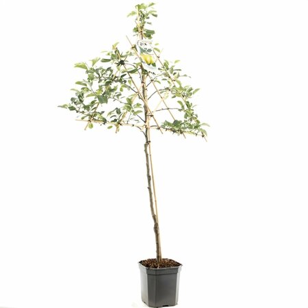 Malus domestica 'Golden Delicious' - afbeelding 3