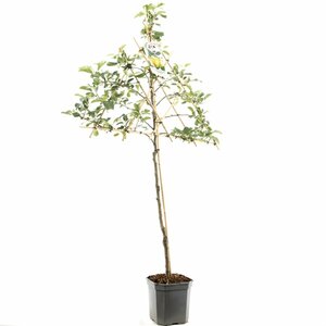 Malus domestica 'Golden Delicious' - afbeelding 3