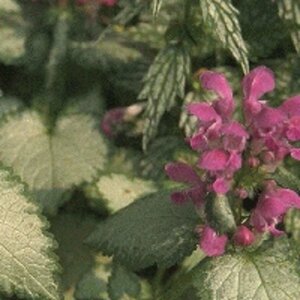 Lamium maculatum 'Beacon Silver' P9 - afbeelding 3
