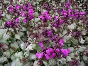 Lamium maculatum 'Beacon Silver' P9 - afbeelding 5