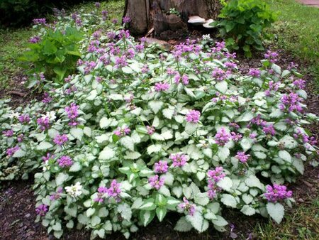Lamium maculatum 'Beacon Silver' P9 - afbeelding 8