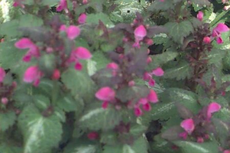 Lamium maculatum 'Beacon Silver' P9 - afbeelding 1