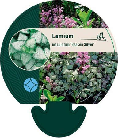 Lamium maculatum 'Beacon Silver' P9 - afbeelding 2