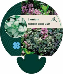 Lamium maculatum 'Beacon Silver' P9 - afbeelding 2