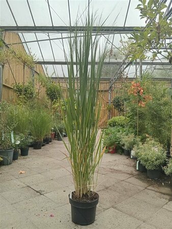 Panicum virgatum 'Northwind' P9 - afbeelding 8