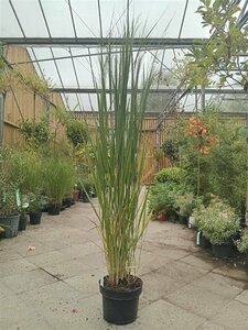 Panicum virgatum 'Northwind' P9 - afbeelding 8