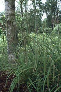 Carex pendula P9
