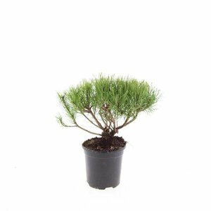 Pinus mugo mugo 125/150 C. Solitair