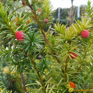 Taxus baccata 250/275 KL.