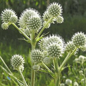 Eryngium yuccifolium P9 - afbeelding 4