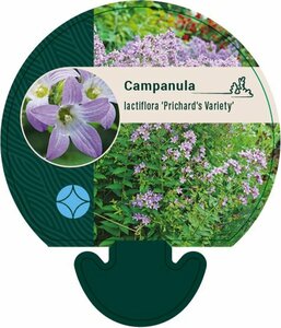 Campanula lactiflora 'Prichard's Var.' P9 - afbeelding 2