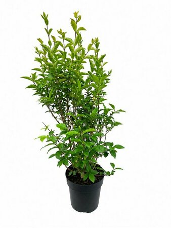 Ligustrum ovalifolium 125/150 KL. - afbeelding 13