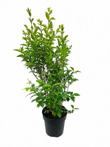 Ligustrum ovalifolium 125/150 KL. - afbeelding 13