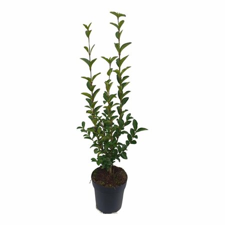 Ligustrum ovalifolium - afbeelding 7