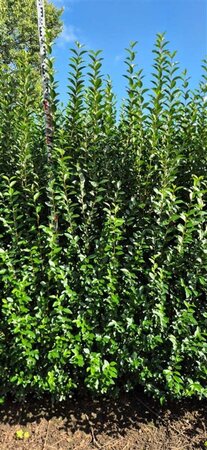 Ligustrum ovalifolium - afbeelding 10