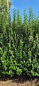 Ligustrum ovalifolium - afbeelding 10